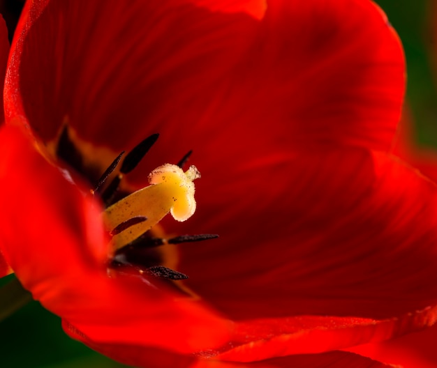 Brote floreciente de un tulipán rojo