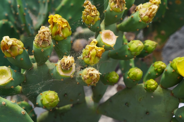 Brote y flores de cactus