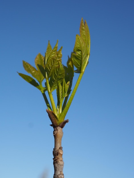 brote de fresno con hojas florecientes sobre un fondo de cielo azul