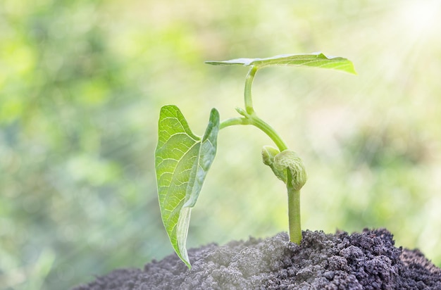 Brote de frijol que crece desde el concepto de ecología del suelo