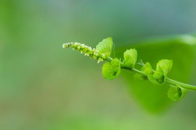 Brote frondoso de helecho verde con gotitas Hermosa luz del sol y naturaleza de hoja verde en el jardín