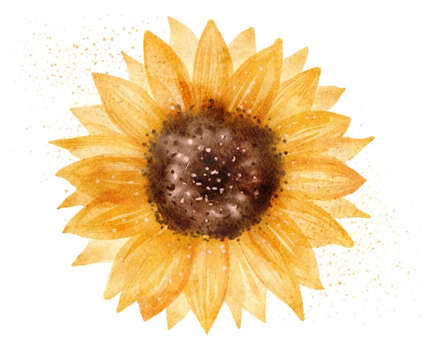 Brote de girasoles Ilustración botánica acuarela dibujada a mano aislada sobre fondo blanco Flor amarilla