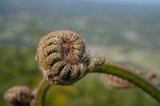 Brote de hoja de helecho en la montaña con fondo borroso