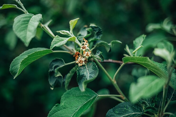 Foto brote joven de capullos de manzana en la etapa de frutas y hojas verdes