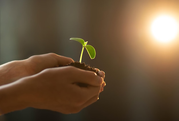 Un brote joven en manos de una persona que lucha por la luz el concepto de una nueva vida