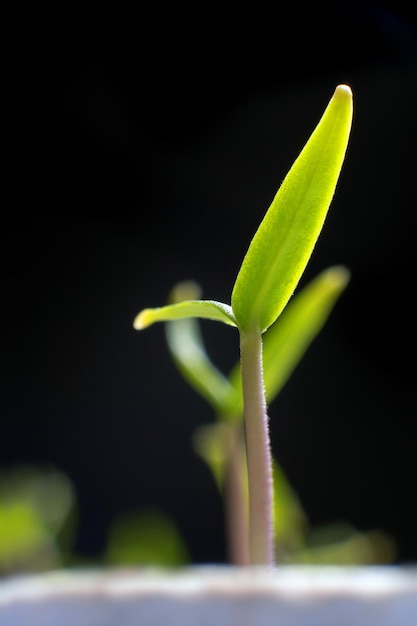 Brote joven en primavera. Primer brote. Nueva vida.