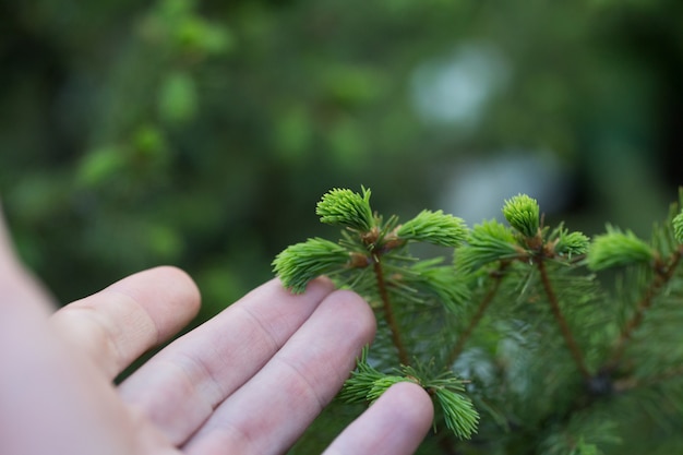 Brote joven del primer spruce.