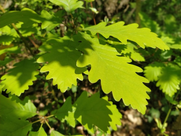 Brote joven de un roble Roble lusitano Latín Quercus lusitanica Luz solar suave a través del follaje del bosque El efecto de profundidad y desenfoque en los bordes de la foto Bosque en Fruska Gora Serbia