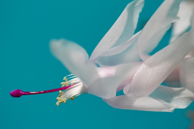 Brote de macro de una flor Schlumbergera blanca con un mortero de Borgoña sobre un fondo turquesa