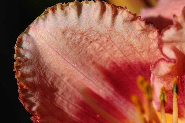 Foto brote de macro de un pétalo de lirio de color melocotón en la luz del sol como un fondo o textura natural