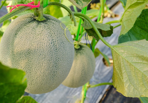 Brote de melón verde japonés joven fresco que crece en una granja orgánica de invernadero