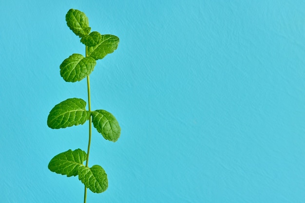 Foto brote de menta fresca en azul con espacio de copia