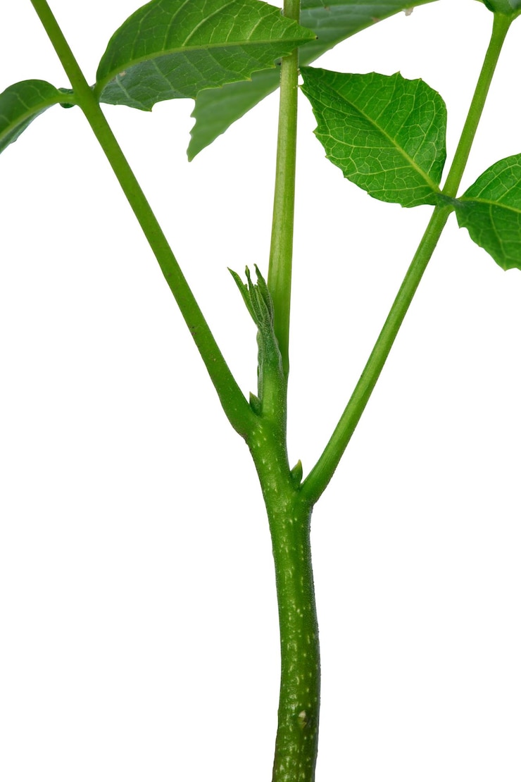 Foto brote de nuez joven