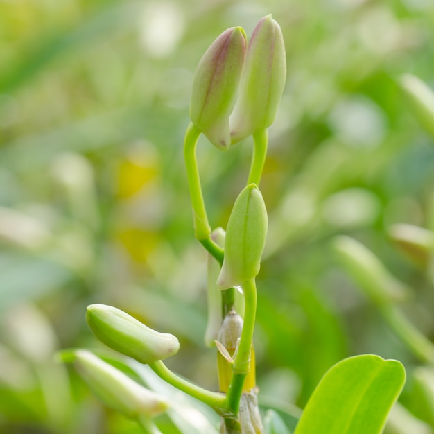 Foto brote de orquídea