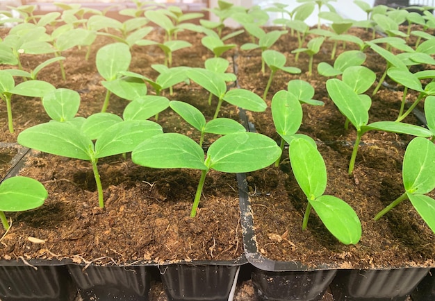 Brote de la pequeña planta verde de la primavera en un suelo fertilizado