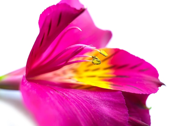 Brote, pétalos, pistilos y estambres de Alstroemeria peruvan incas lilly flower