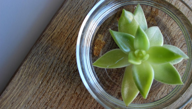 Un brote de una planta decorativa sumergida en agua dentro de un recipiente de vidrio