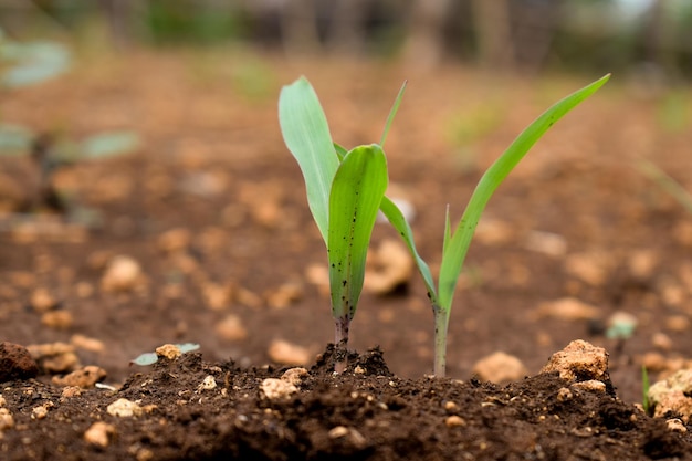 Brote de planta de hierba en el suelo Granja y naturaleza