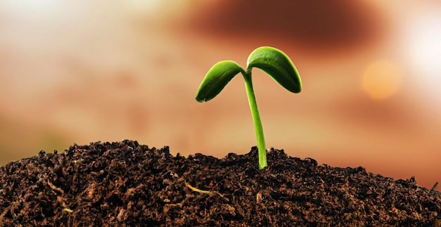 Brote de planta joven verde que crece en el suelo