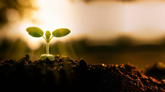 Brote de planta joven verde que crece en el suelo