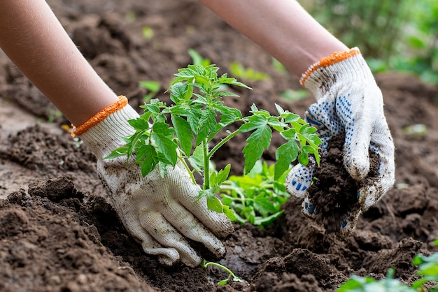 Brote plantado germinado