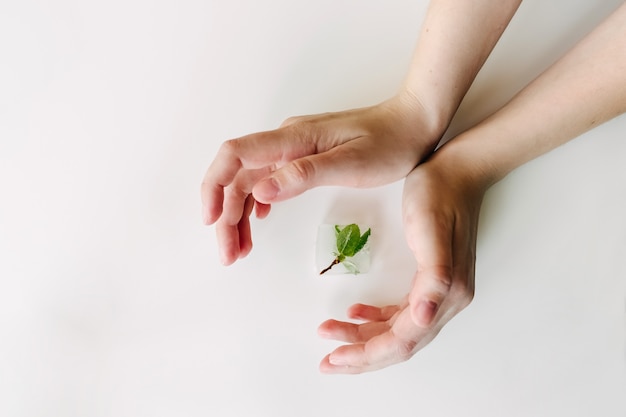 Brote de plantas pequeñas congeladas en cubo de hielo