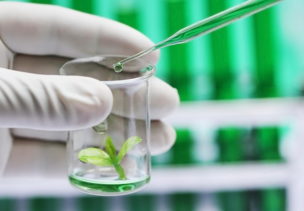 Brote de plantas en un vaso de precipitados como concepto de cultivo de tejidos