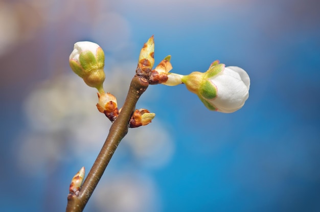 Brote de primavera. Composición de la naturaleza.