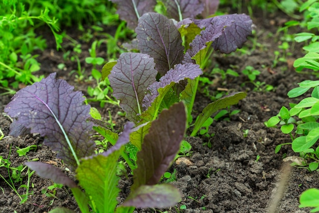 Brote de primavera pequeño en granja hortícola. Concepto de vida verde. Fondo de ecología y medio ambiente.