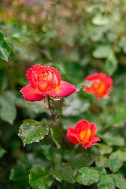 Brote de una rosa roja sobre un fondo borroso de hojas verdes closeup