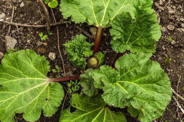 Brote de ruibarbo joven y grandes hojas verdes Temporada de primavera de plantas en crecimiento Concepto de jardinería