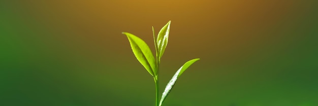 Foto brote de té fresco perfecto y hojas en las plantaciones de té