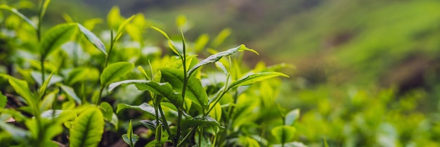 Brote de té verde y hojas frescas. Plantaciones de té BANNER formato largo