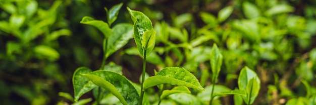 Brote de té verde y hojas frescas. Plantaciones de té BANNER formato largo