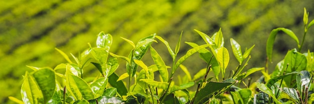 Brote de té verde y hojas frescas. Plantaciones de té BANNER formato largo