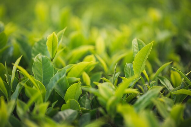 Brote de té verde y hojas frescas. Plantaciones de té.