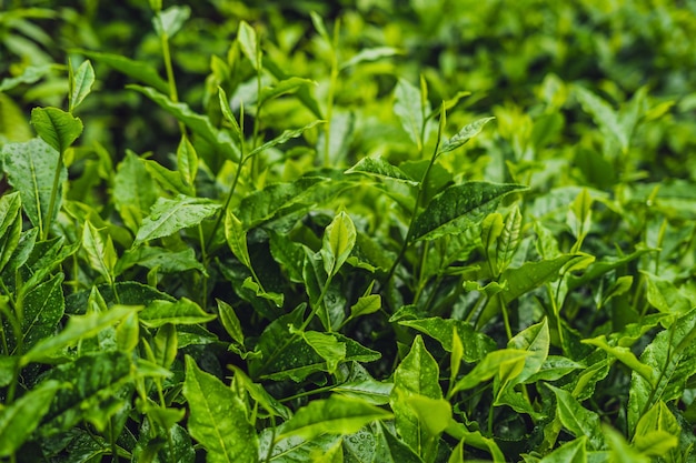 Brote de té verde y hojas frescas. Plantaciones de té