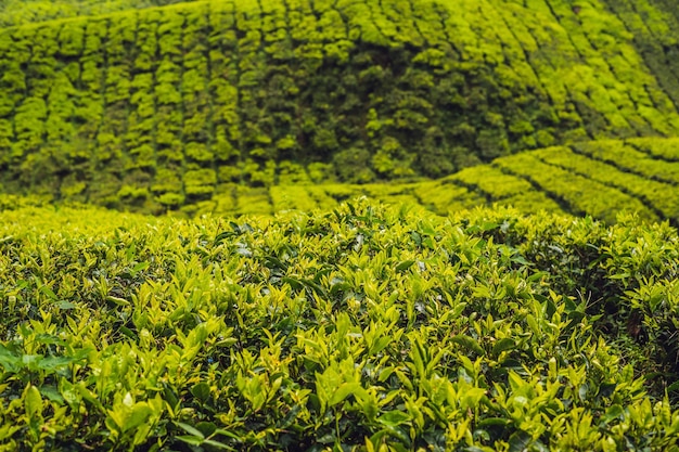 Brote de té verde y hojas frescas. Plantaciones de té