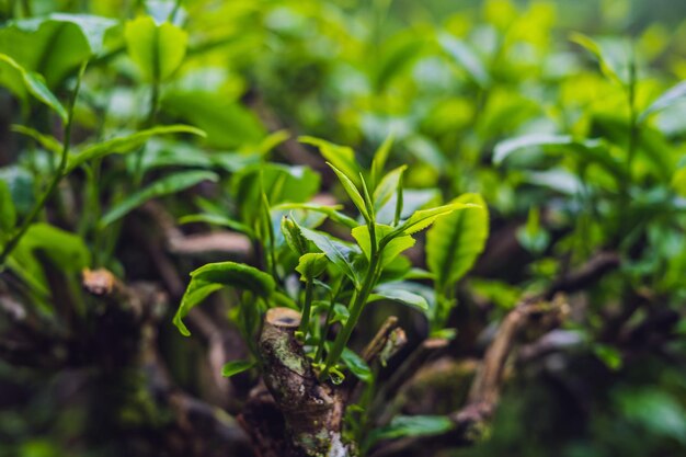 Foto brote de té verde y hojas frescas. plantaciones de té