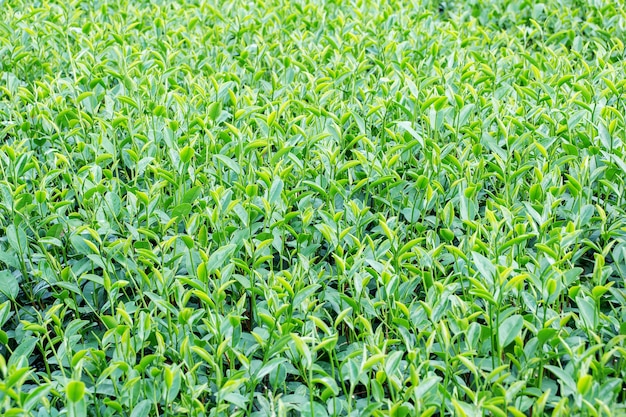 Brote de té verde y hojas frescas. Plantaciones de té