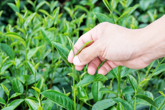Foto brote de té verde y hojas frescas. plantaciones de té