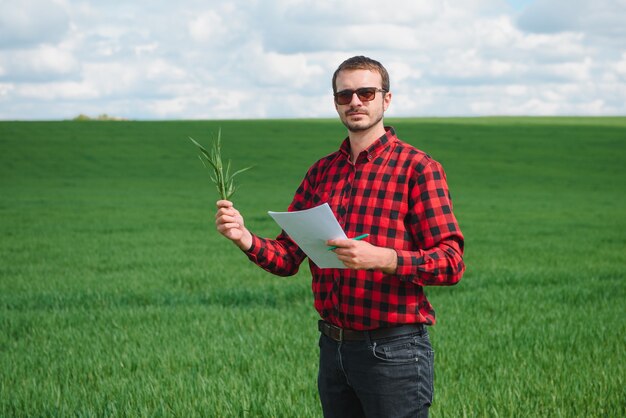 Brote de trigo joven en manos de un agricultor. El agricultor considera trigo joven en el campo. El concepto de empresa agrícola