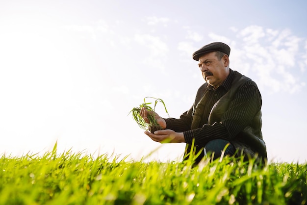 Brote de trigo verde joven en manos de un agricultor Agricultura jardinería o ecología concepto