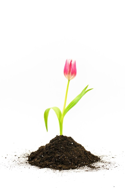 Foto brote de tulipán rosa en el suelo aislado sobre fondo blanco foto vertical