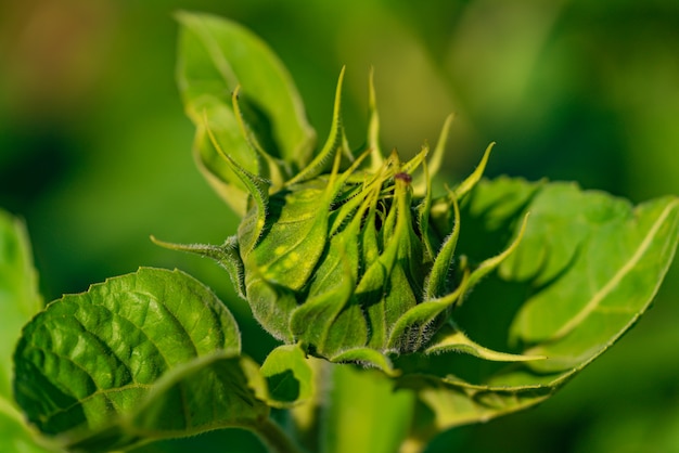 Un brote verde del girasol madura en el campo en el verano.