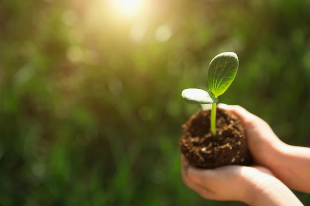 Brote verde joven en manos de un niño a la luz del sol sobre un fondo de hierba verde Plántulas naturales ecológica nueva vida juventud El concepto de desarrollo cuidado de la paz Espacio de copia