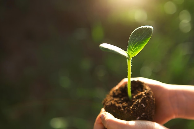 Brote verde joven en manos de un niño a la luz del sol sobre un fondo de hierba verde Plántulas naturales ecológica nueva vida juventud El concepto de desarrollo cuidado de la paz Espacio de copia