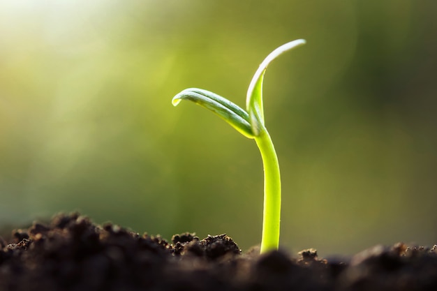 Foto brote verde que crece en el jardín con sol