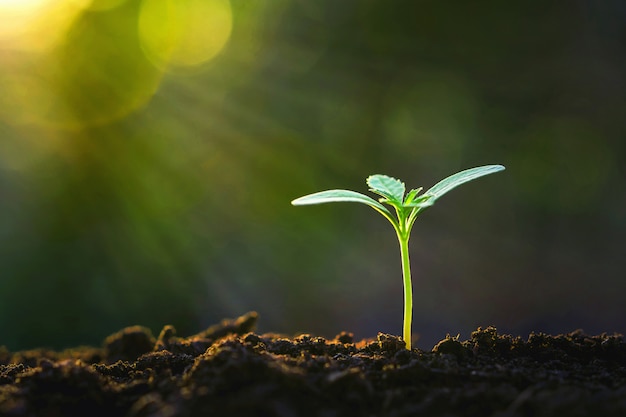 Brote verde que crece en el jardín con sol