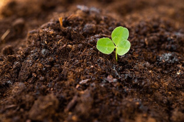 Brote verde que crece en el jardín con sol